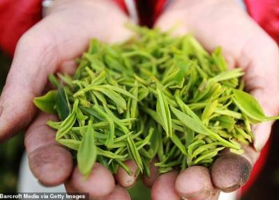 چای سبز، سد بزرگی در برابر حساسیت غذایی